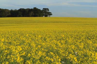 CANOLA DAY CANCELADO 