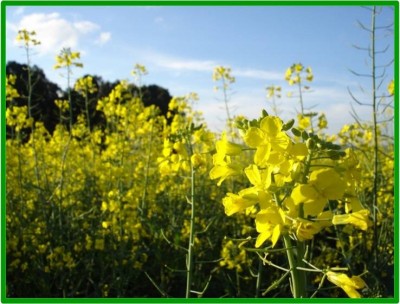 Levantamento da área semeada com canola no Brasil, 2015
