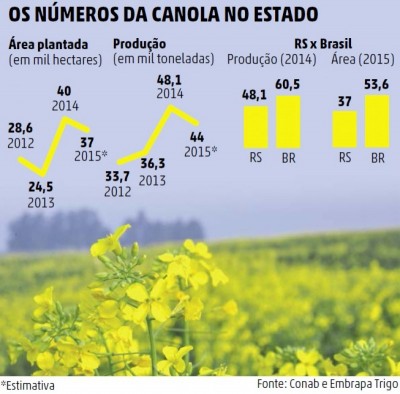 Chuva reduz produtividade da canola no Rio Grande do Sul