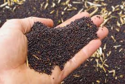 II REUNIÃO DE INSTITUIÇÕES  VINCULADAS E EMPRESAS ENVOLVIDAS NO RECEBIMENTO E COMERCIALIZAÇÃO DE GRÃOS DE CANOLA.