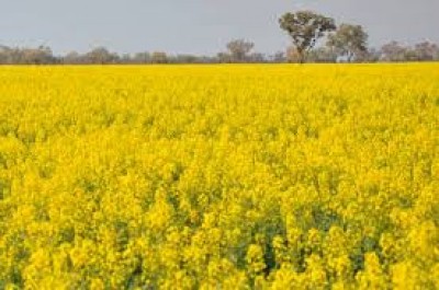 LUCRATIVIDADE DA CANOLA É DISCUTIDA EM CURSO