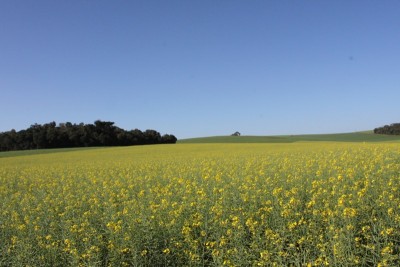 Curso capacita produtores sobre Canola nesta quinta-feira
