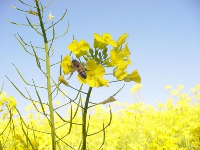  X Curso de capacitação e difusão de tecnologia em canola