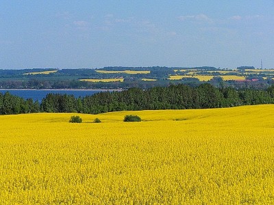 Aumenta a área cultivada com canola no Rio Grande do Sul