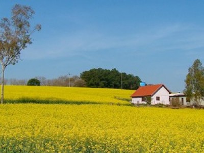 Canola é destaque nas lavouras gaúchas pelo baixo preço do grão