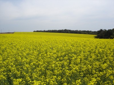 Canola: a salvação da lavoura de inverno
