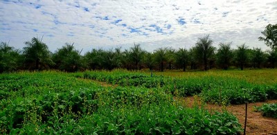 Ciência leva canola ao Cerrado e à região do Semiárido.