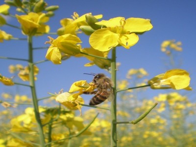 Cultura da Canola