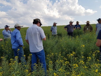 VISITAS AVALIAM O POTENCIAL DE CANOLA NO RS E PARANÁ.