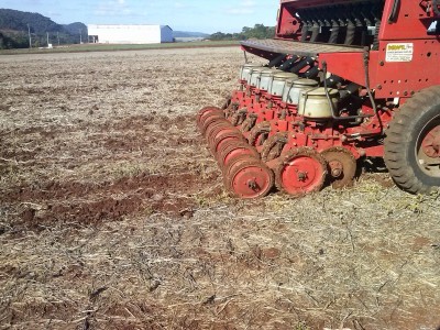 Cresce a área de canola no Rio Grande do Sul