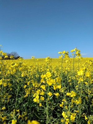 CANOLA GANHA IMPORTÂNCIA COMO CULTURA DE INVERNO