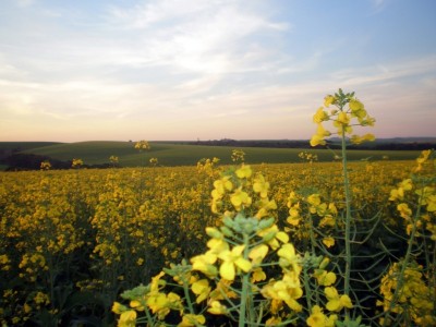 Aspectos econômicos e conjunturais da cultura da canola no mundo e no Brasil 