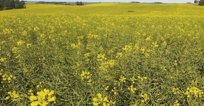 CANOLA ENCHE O GRÃO E MUDA PAISAGEM DA REGIÃO