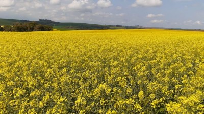 TECNOLOGIA BRASILEIRA TORNA MAIS  EFICIENTE O PLANTIO DE CANOLA NO CANADÁ