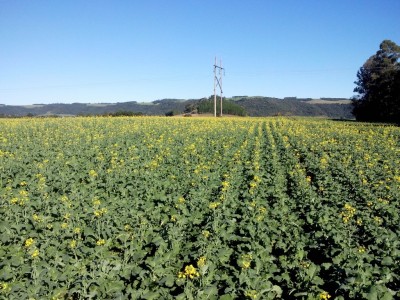Canola floresce e anima produtores da região