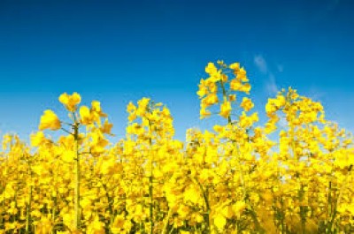 CANOLA: evolução na adoção de tecnologias pelos produtores rurais do RS   