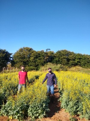 Experimentos de adaptabilidade e estabilidade de h&iacute;bridos de canola no Sul de Minas Gerais.