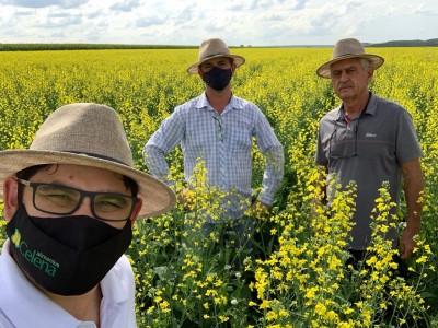 Tropicalização da canola