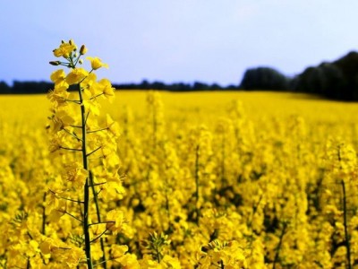 SAFRA DE CANOLA SE DESENVOLVE BEM