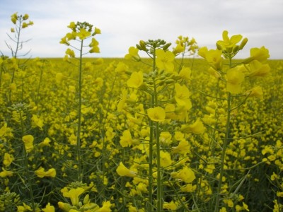 ABRASCANOLA promove Curso de Capacitação e Difusão de Tecnologia na Cultura da Canola
